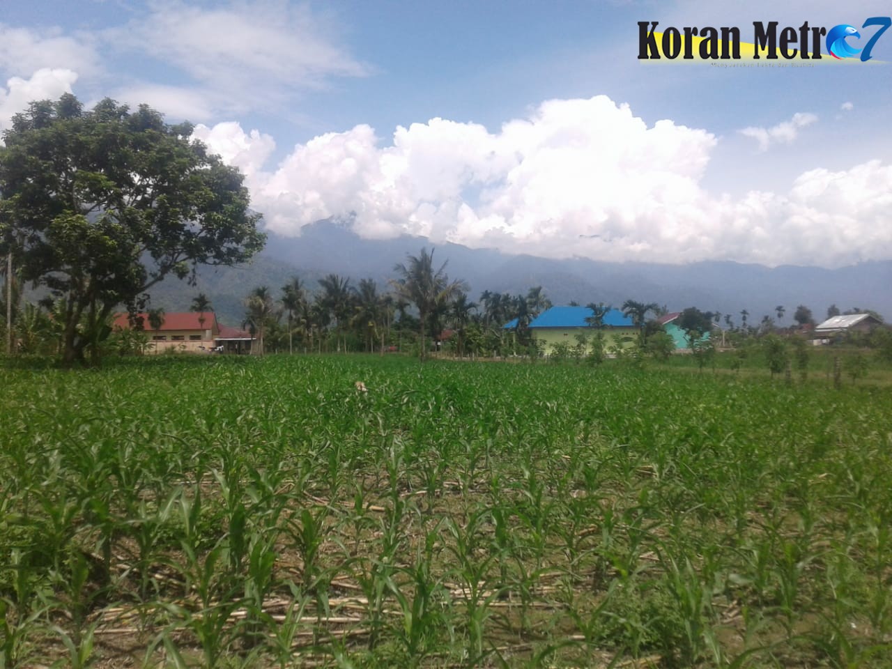 Pupuk Bersubsidi Langka di Aceh Tenggara, Petani Mengeluh