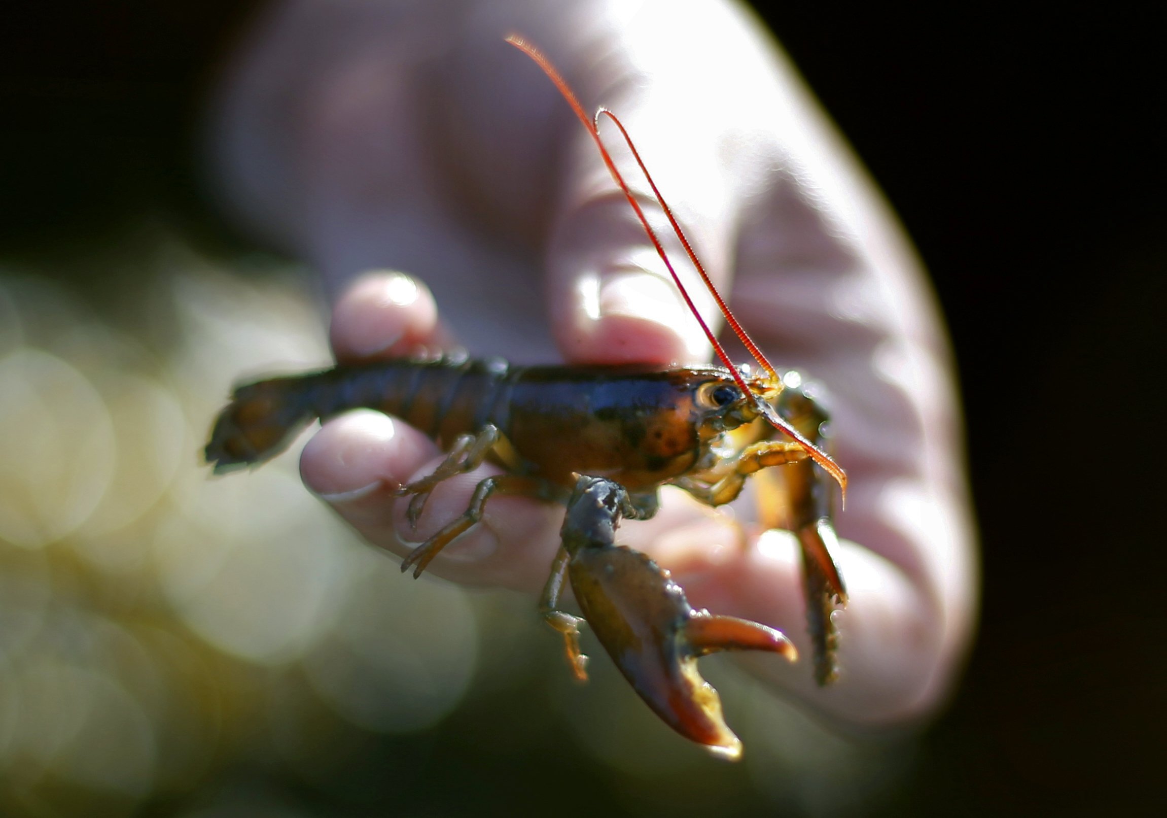 Provinsi Bengkulu Juga Punya Andil Dalam Skandal Dugaan Kasus Izin Ekspor Lobster