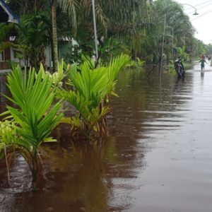 DAS Teluk Dawan Habis Dihantam Sawit, Pemukiman Kebanjiran